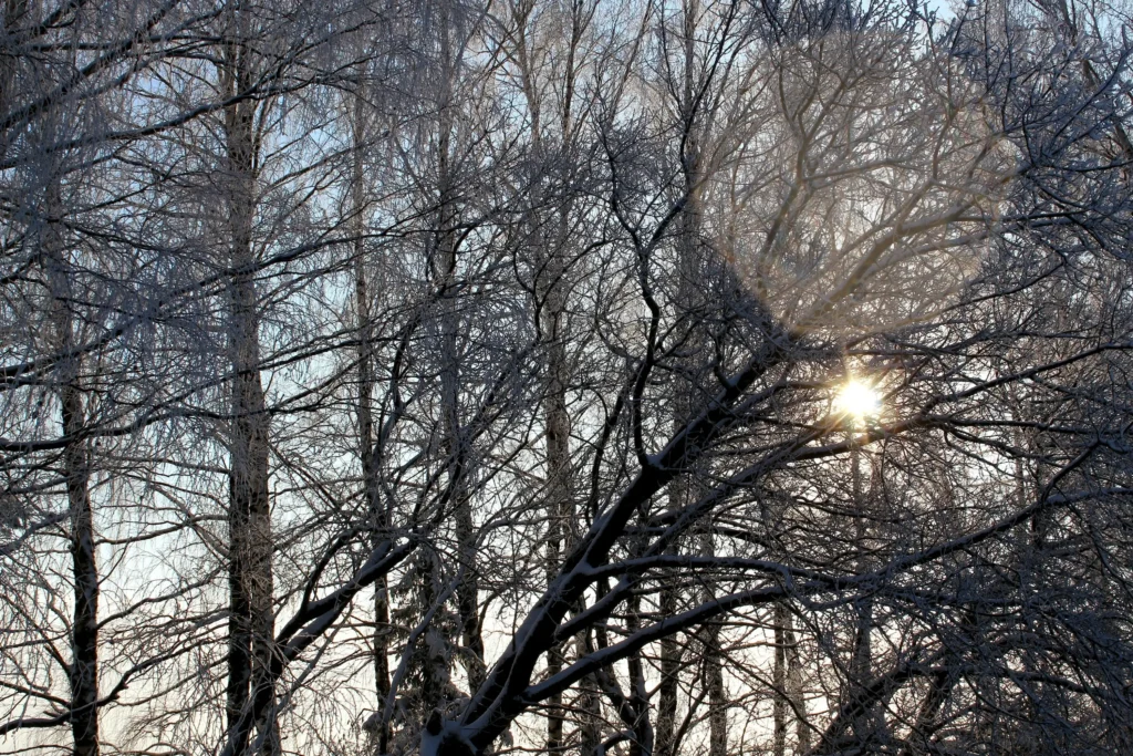 Schwache Wintersonne strahlt durch Baumgeflecht.