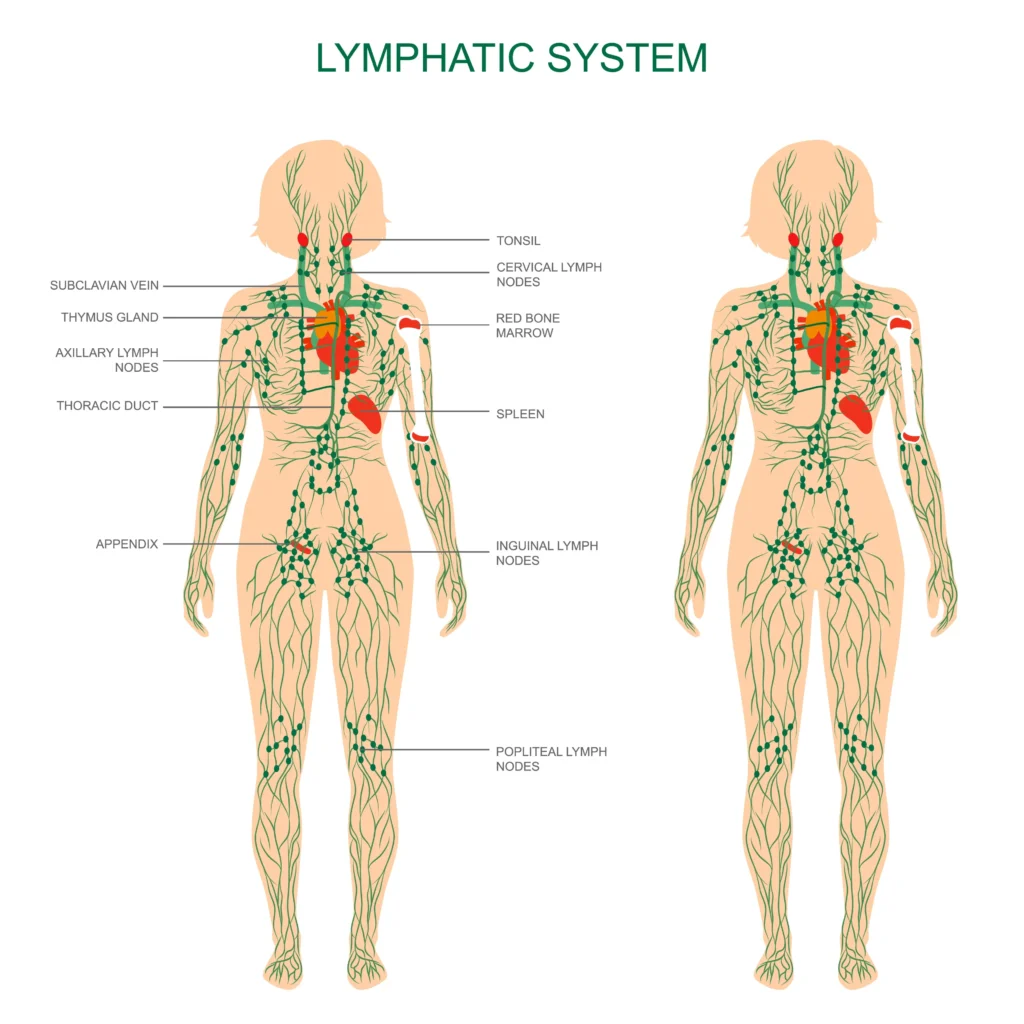 Das Lymphsystem des weiblichen Körpers